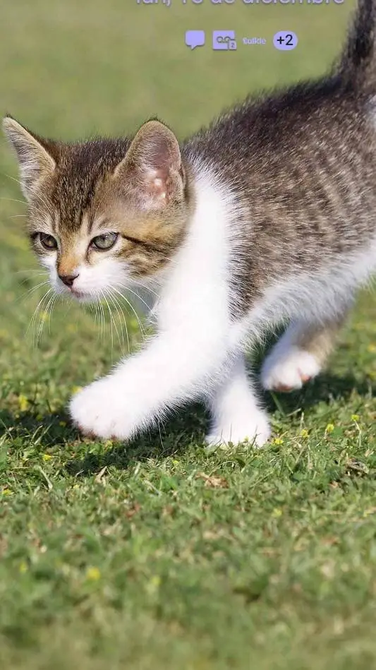 ai character: Rubi el Gato background