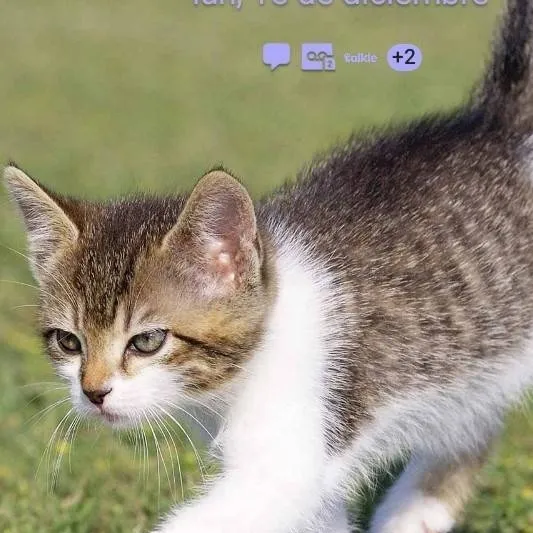 chat with ai character: Rubi el Gato