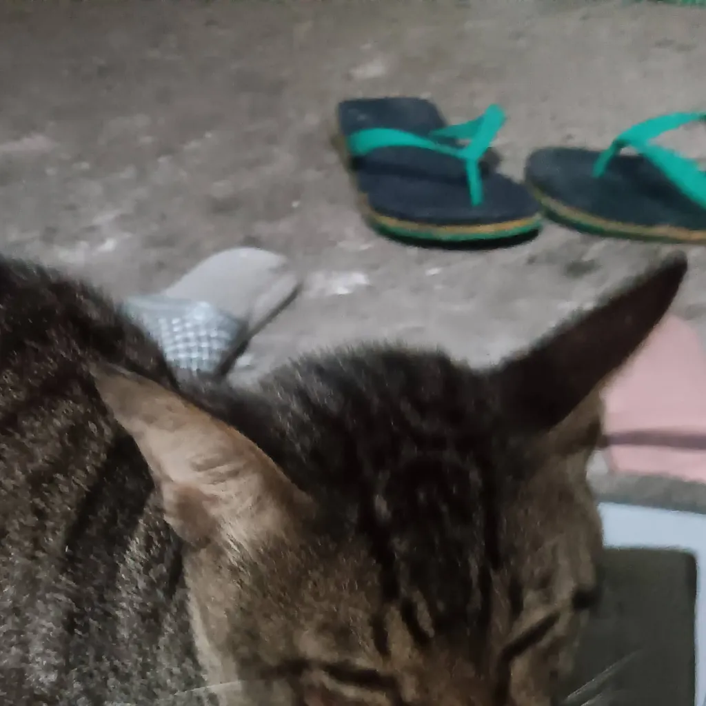 chat with ai character: My cat Tom :D