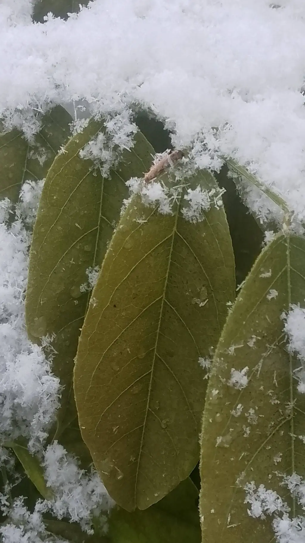 ai character: école mennquina  background