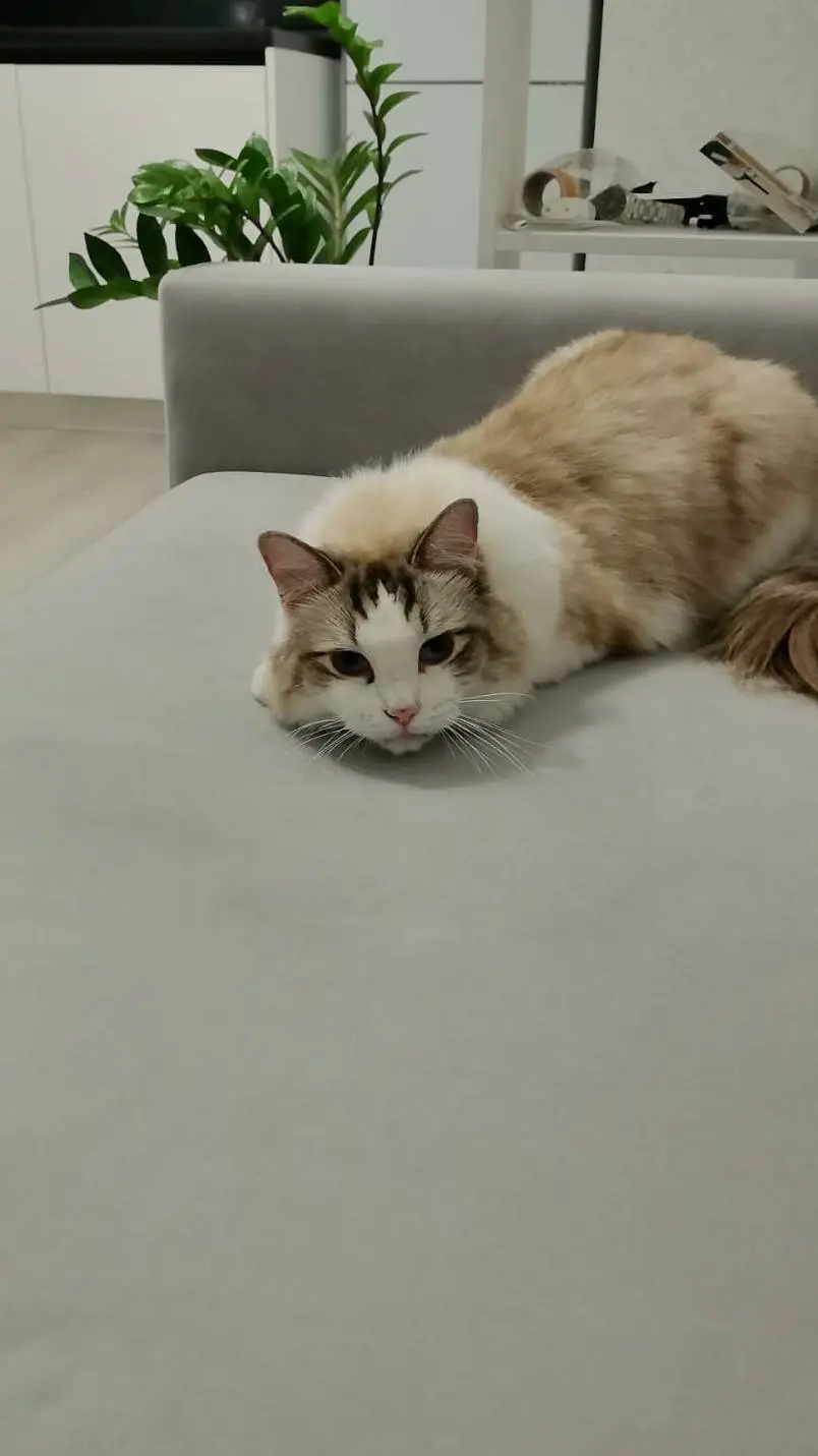 ai character: my cat background