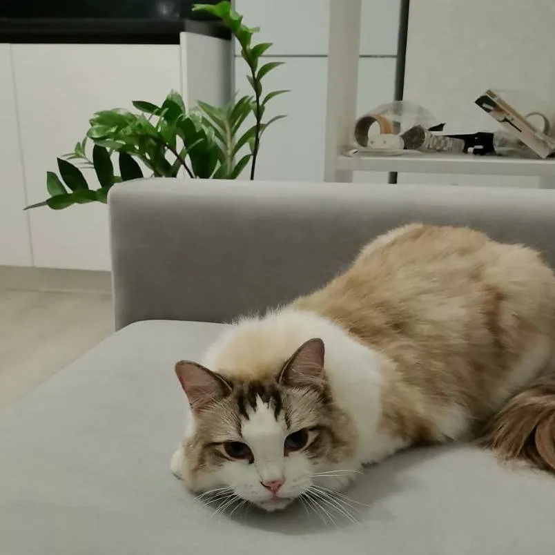 chat with ai character: my cat