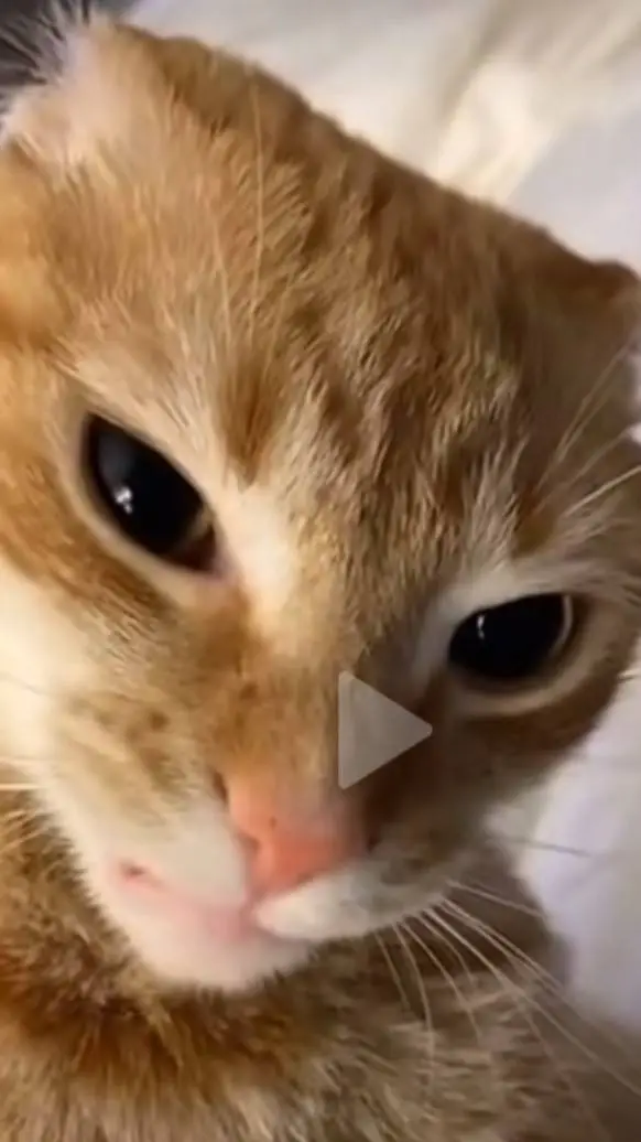 ai character: Tiana background