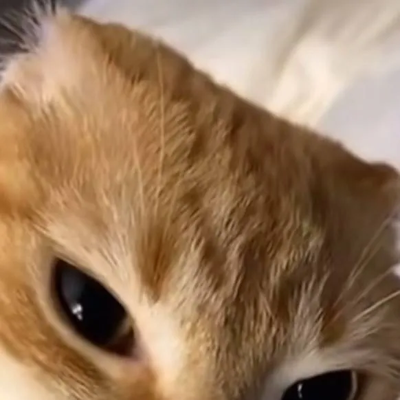 chat with ai character: Tiana