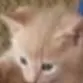 chat with ai character: ꕤꕥgatito  lindoꕤꕥ