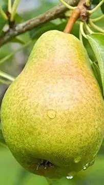 ai character: Grade-3 pears! background