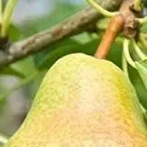 chat with ai character: Grade-3 pears!