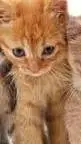 ai character: gatito de terapia background