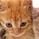chat with ai character: gatito de terapia