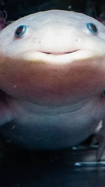 ai character: axolotl the Great background