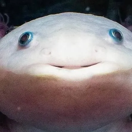 chat with ai character: axolotl the Great