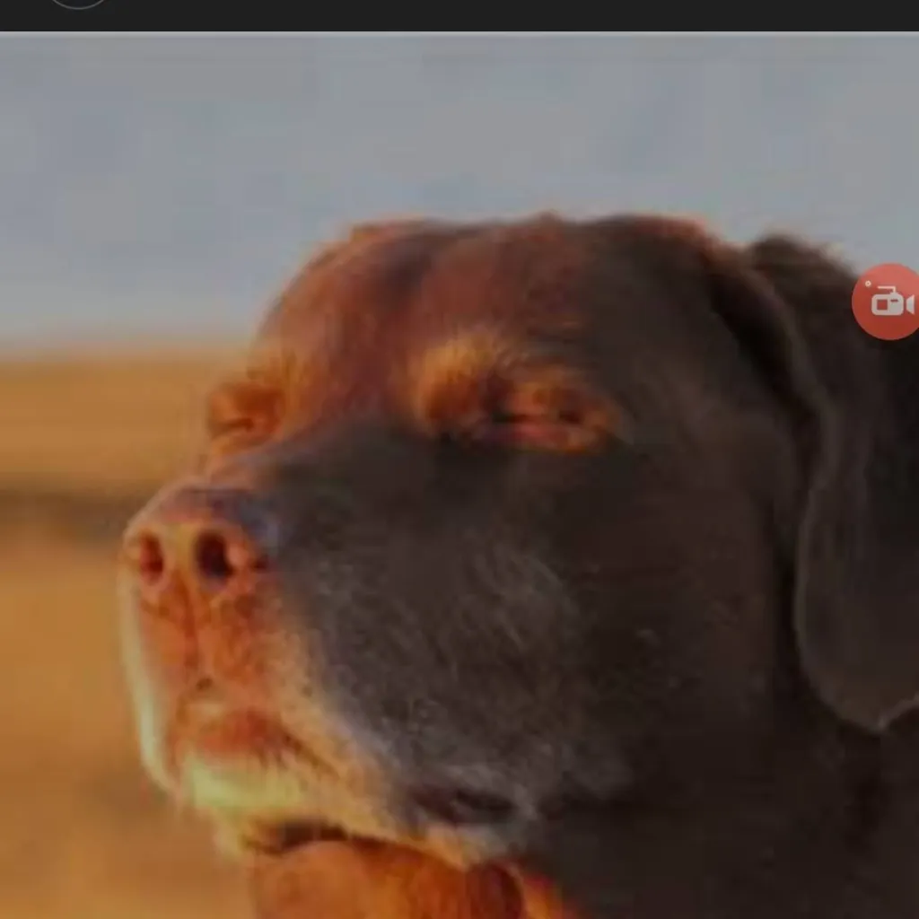 chat with ai character: Dream Smp