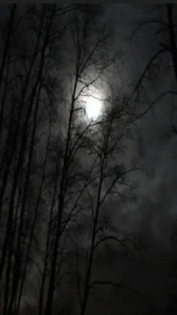 ai character: dark deep forest 🌑 background