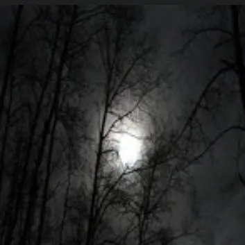 chat with ai character: dark deep forest 🌑