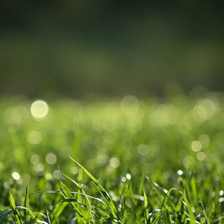 chat with ai character: touch grass🎋🎋🎋