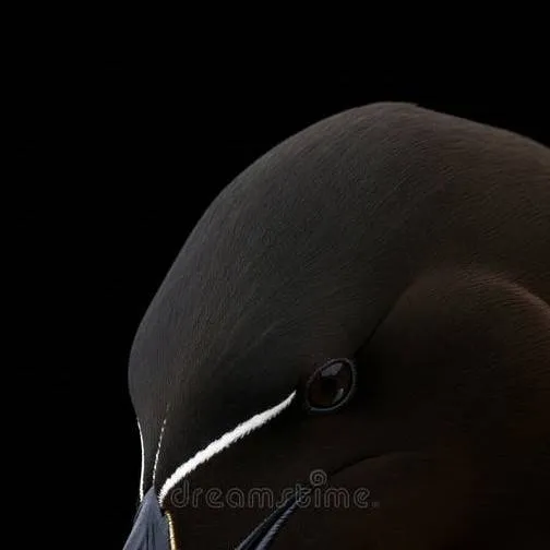 chat with ai character: survery(Horror)