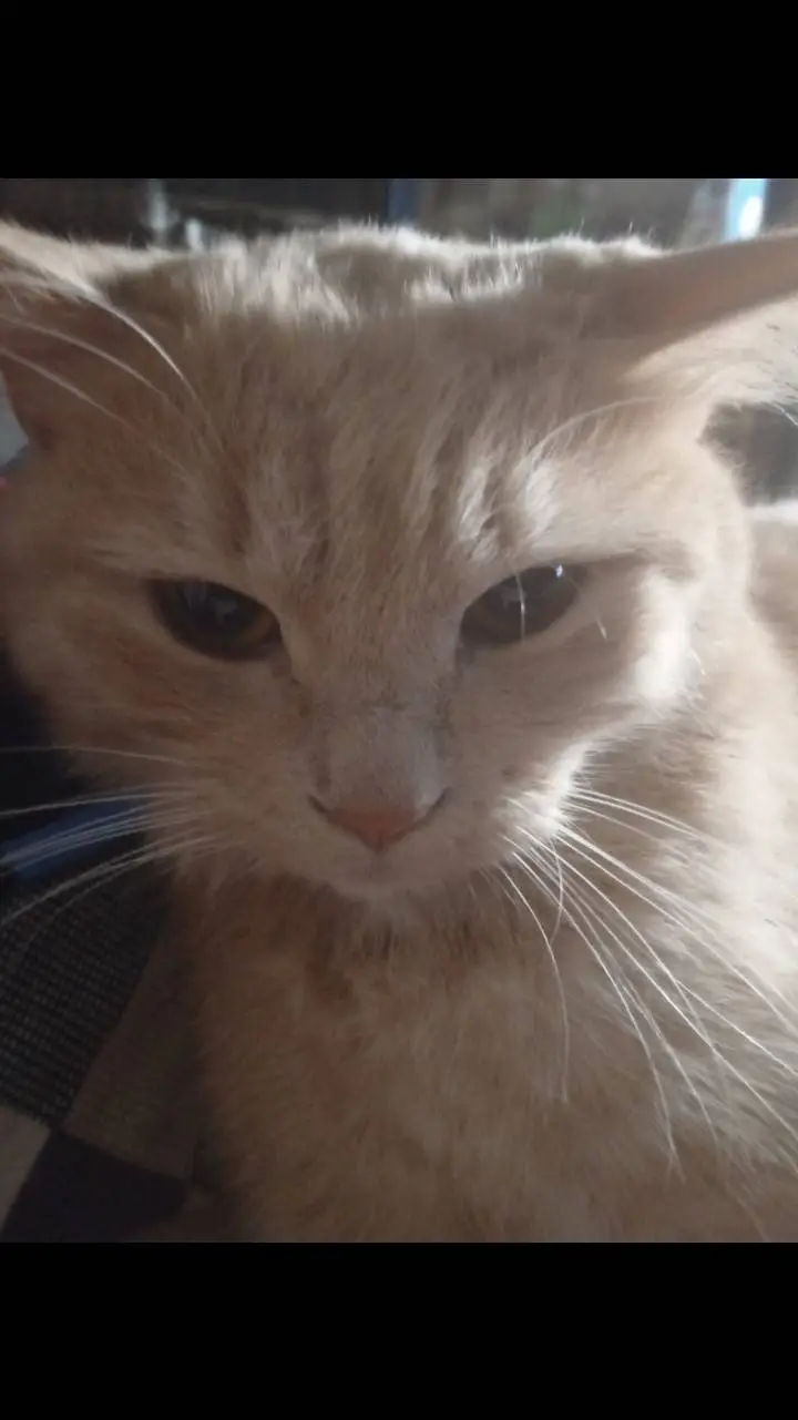 ai character: Инфа background