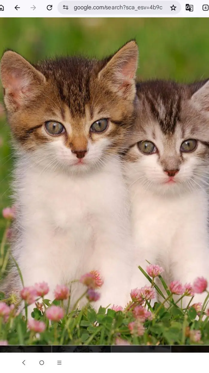 ai character: Baby kittens background