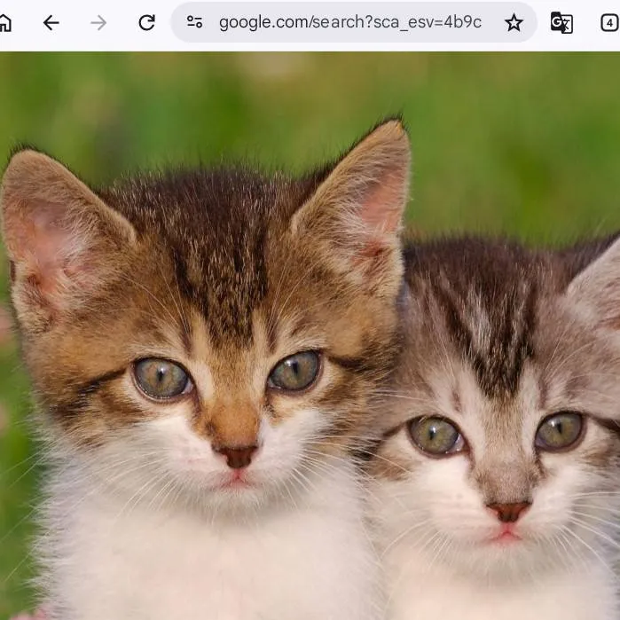 chat with ai character: Baby kittens