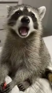 ai character: Racoon background
