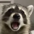 chat with ai character: Racoon