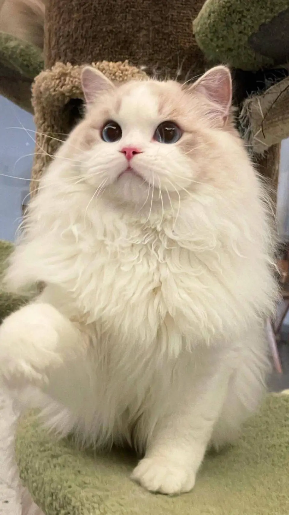 ai character: gay cats background