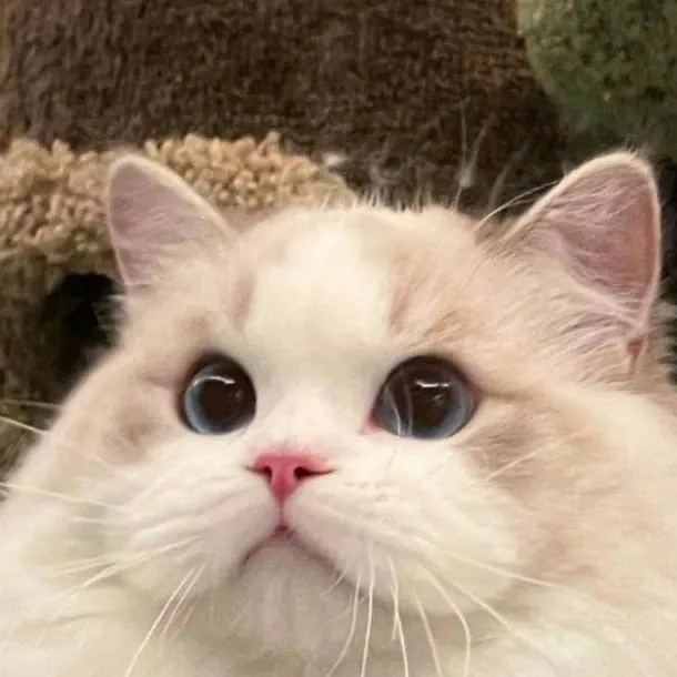 chat with ai character: gay cats