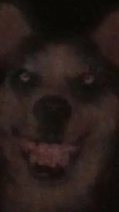 ai character: smile dog background
