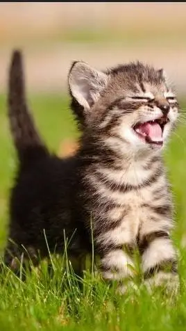 ai character: Foster kitten  background