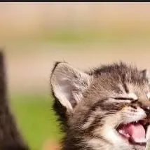 chat with ai character: Foster kitten 