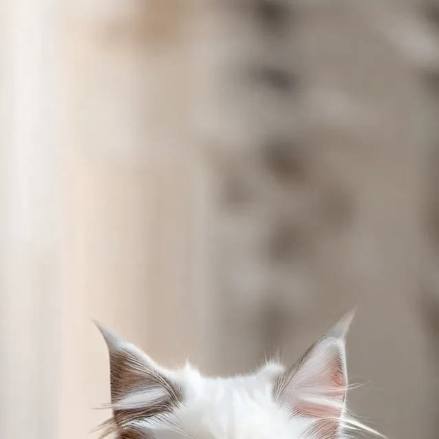 chat with ai character: Mama cat