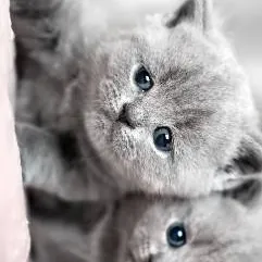 chat with ai character: Cute kittens