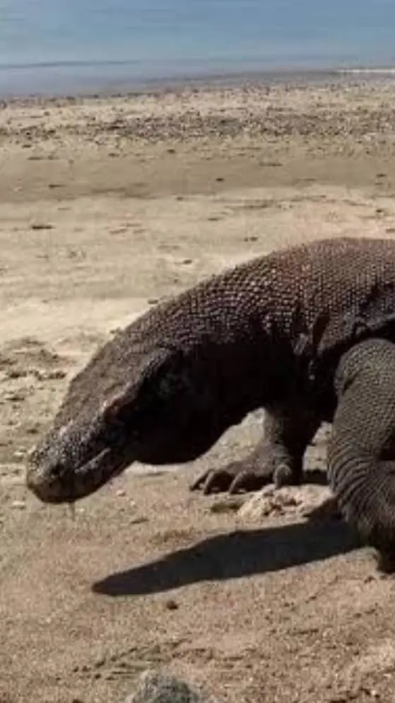 ai character: Komodo dragon background