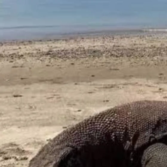 chat with ai character: Komodo dragon