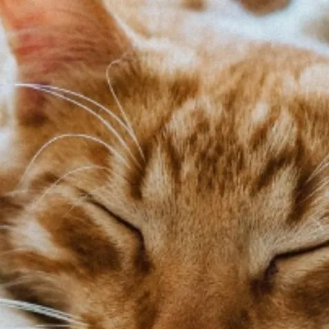 chat with ai character: kitty