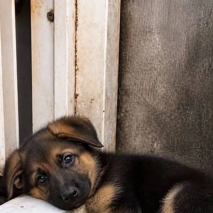 chat with ai character: lost dog 