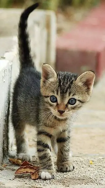ai character: lost kitty  background