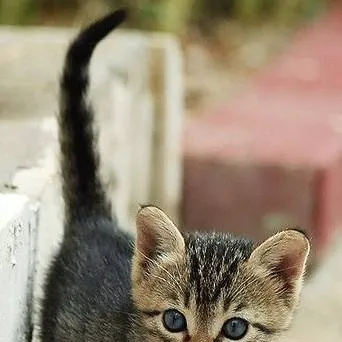 chat with ai character: lost kitty 