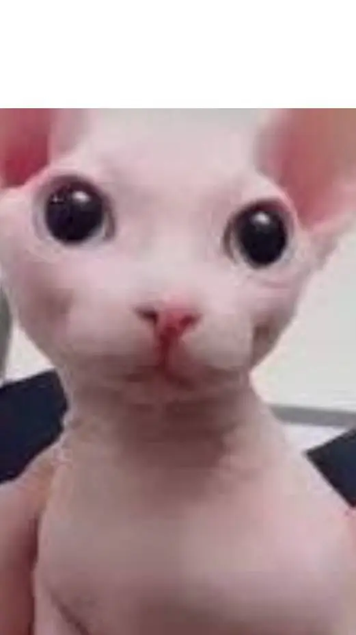 ai character: carnavore cat background