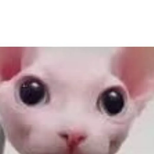 chat with ai character: carnavore cat