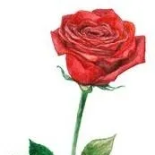 chat with ai character: A rose..?