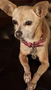 ai character: yo quiero taco bel background