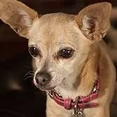 chat with ai character: yo quiero taco bel