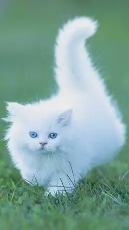 ai character: Cat background