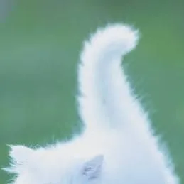 chat with ai character: Cat