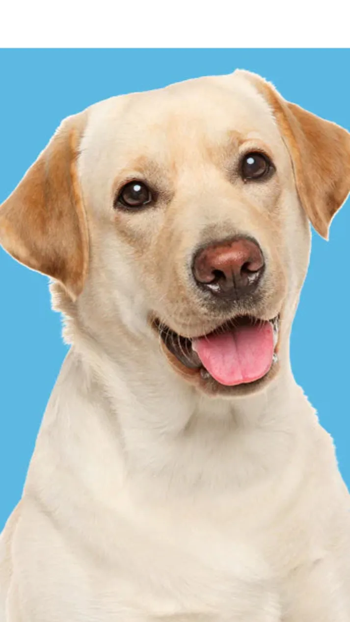 ai character: Your pet dog background