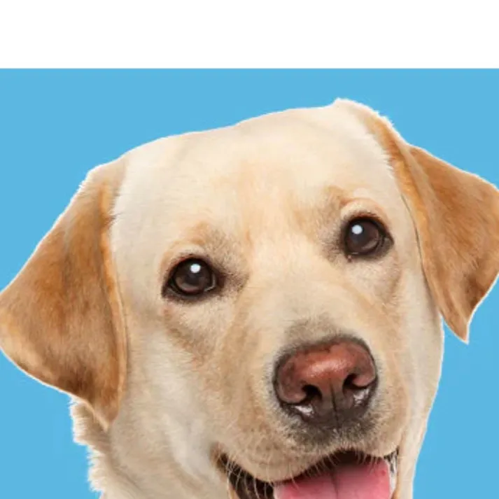 chat with ai character: Your pet dog