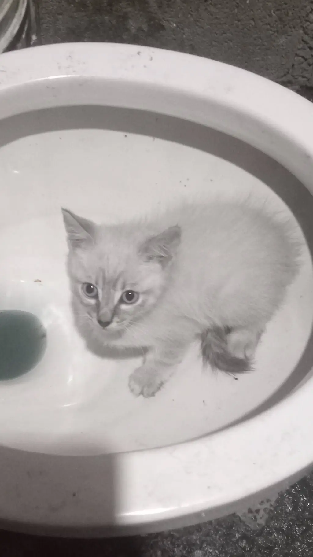 ai character: el gato baño background