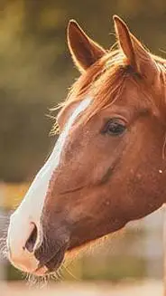 ai character: horse back mha❤️ background