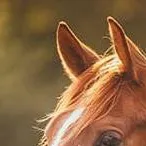 chat with ai character: horse back mha❤️
